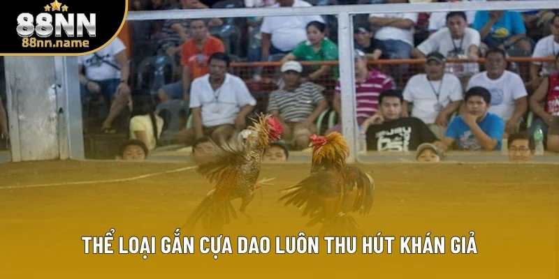 Thể loại gắn cựa dao luôn thu hút hội viên